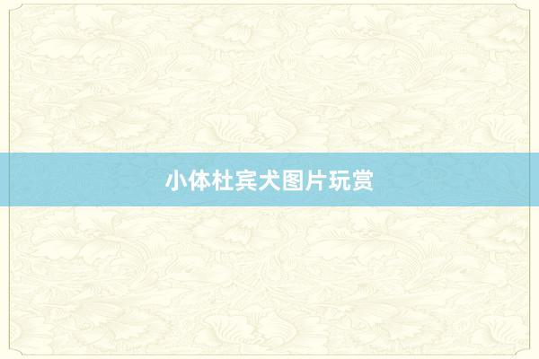 小体杜宾犬图片玩赏